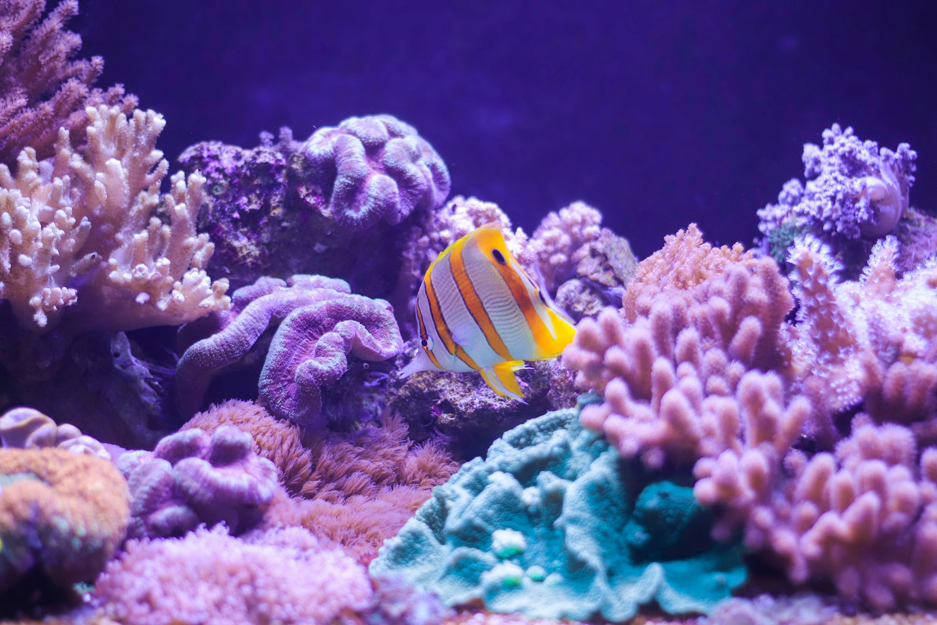 Fish in reef