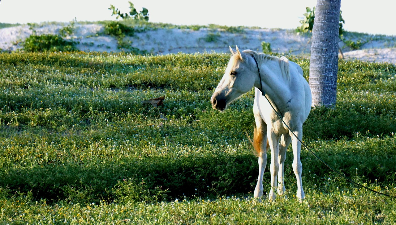 Horse